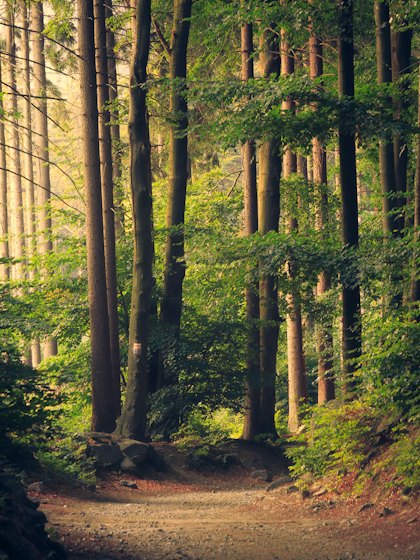 Portfolio photograph 4