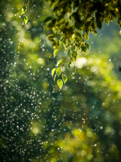 Portfolio photograph 31